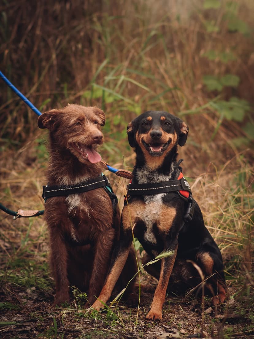 We even go to official photo shoots, yay!