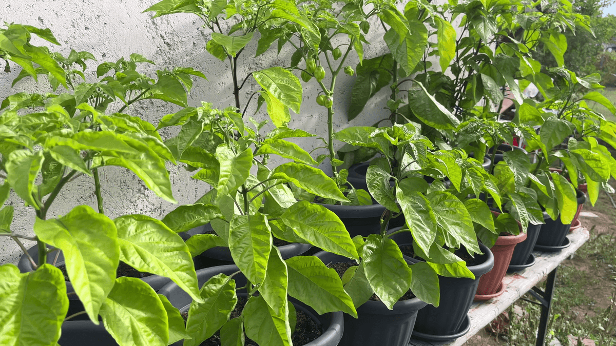 My pepper plants